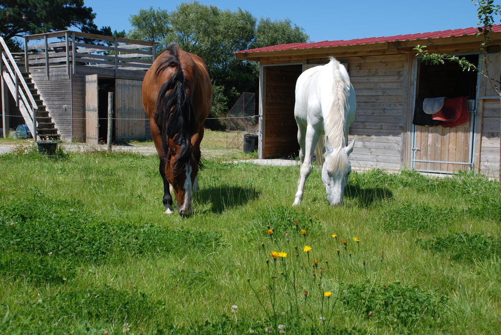 Roulotte Gites O Bien-Etre Massage Spa Sejour Bien-Etre En Hebergement Insolite Roulotte Karantez Ou En Gites Melon Ou Yock A 800 M Des Plages Maison D'Hote Drogou Porspoder Habitación foto