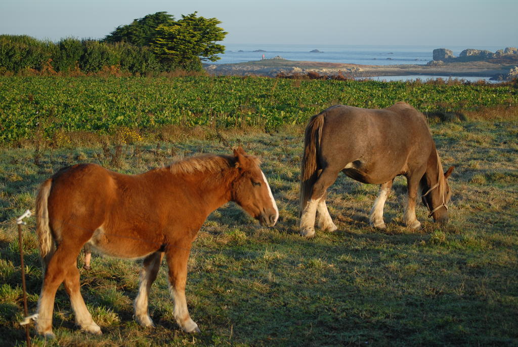 Roulotte Gites O Bien-Etre Massage Spa Sejour Bien-Etre En Hebergement Insolite Roulotte Karantez Ou En Gites Melon Ou Yock A 800 M Des Plages Maison D'Hote Drogou Porspoder Exterior foto